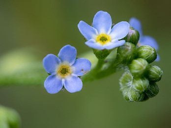 Myosotis laxa